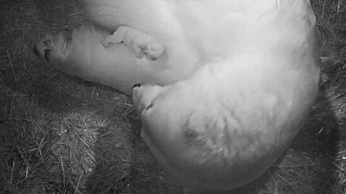 A polar bear cub has died less than two weeks after being born in Sea World. (Sea World)