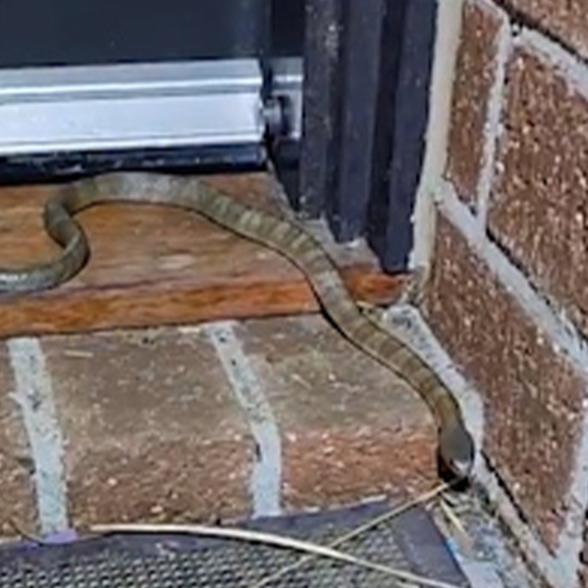 Melbourne resident finds deadly tiger snake in toilet bowl