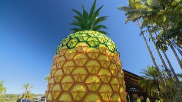 The Big Pineapple will reopen to the public in stages. 