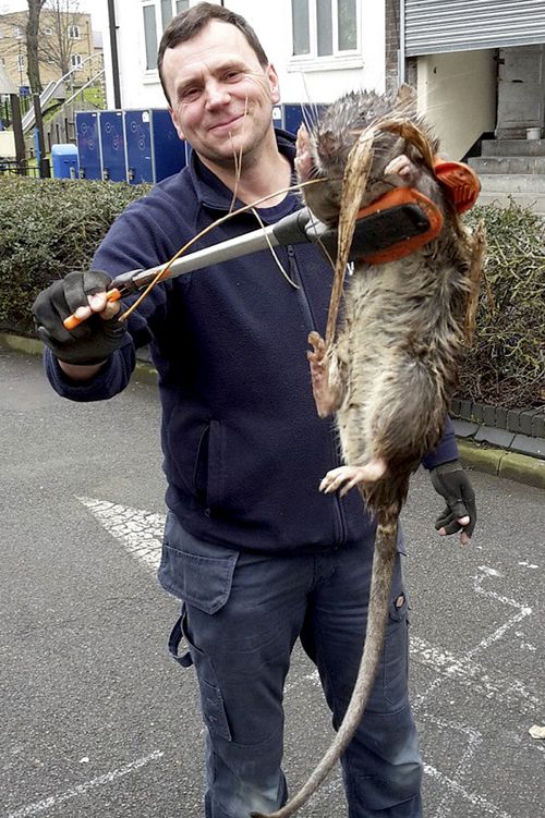 The rat was purportedly found near a playground in Hackney, London. (Supplied)