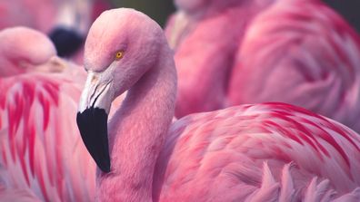 Flamingo dies in zoo after child threw rocks at it