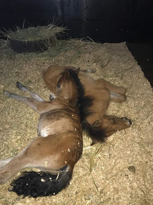 Hoofs2010 – a brumby rescuing group - gives these brumbies a new home. 