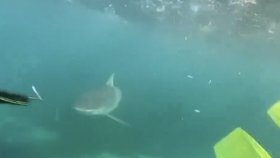 A teenager has filmed the heart stopping moment a shark chased her brother and herself through waters on the NSW South Coast. (Taia Hanley)