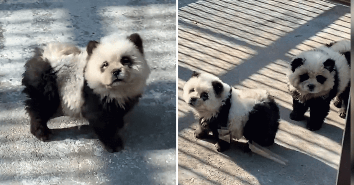 Okazuje się, że wystawa „pand” w chińskim zoo zawiera psy farbowane na czarno i biało