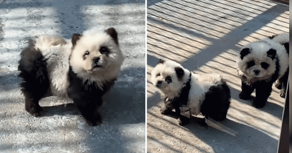 Chinese zoo’s ‘panda’ display found to feature dogs dyed black and white