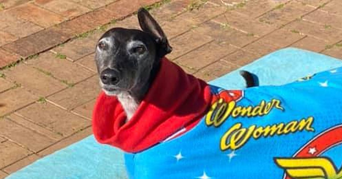 Yvette's beloved pet dog was almost killed by poison found all over Australia. She's determined to get it bann