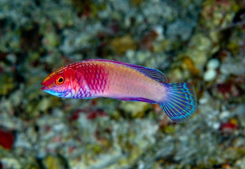 Rose-veiled fairy wrasse live in 'twilight reefs' off the Maldives.