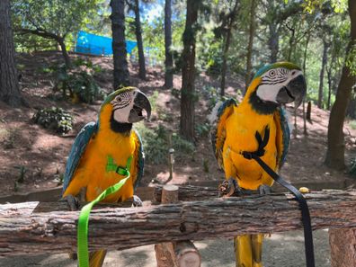 Bird trainer Mel Vincent can harness train birds