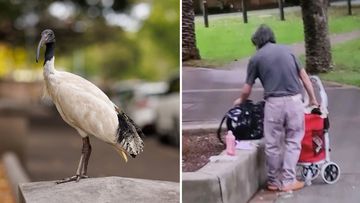 Man charged for harming Ibis 