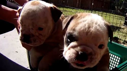 Mongols bikie charged over theft of four bulldog pups