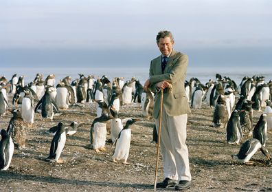  Prince Charles Leaning On His Crook As He Watches The Gentoo Penguins During His Visit To Sea Lion Island In The Falkland Isles.