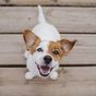 Five things to know about Jack Russell terriers