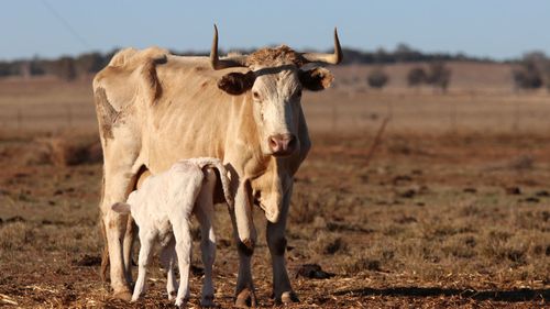 Foot and mouth disease is a contagious virus with severe consequences for animal health and trade