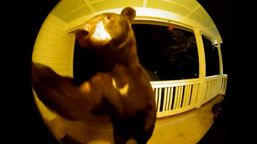 A bear caught on doorbell cam appears to be ringing a South Carolina's woman's bell.