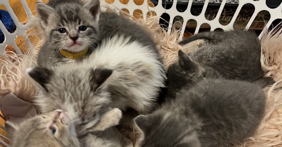 'It's like having babies': How Debra gives unwanted kittens a second chance