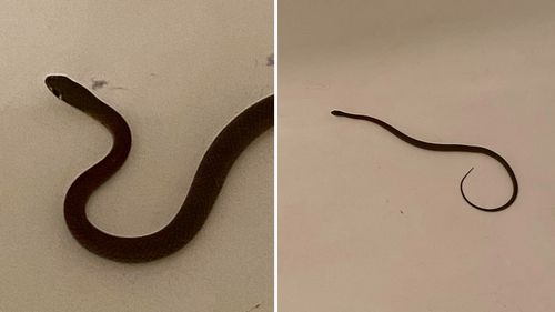 A﻿ Queensland father got the shock of his life when they discovered a snake had slithered its way into his daughter's pillow case. Gympie local Michael Bonney was woken up by his 11-year-old daughter Emily at 3am on Wednesday - she said she was scared because she felt and heard something moving in her pillowcase. 