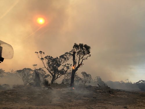 Three billion animals are estimated to have died and 24 million hectares of land was burnt in the 2019 - 2020 fires.