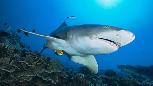 Lemon Shark