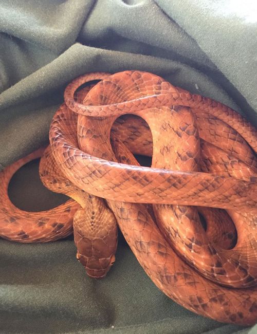 A brown tree snake which was rescued from being caught in a rat trap this week in Sydney