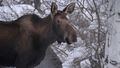 Moose kills Alaska man attempting to take photos of her newborn calves