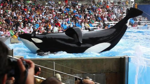 Tilikum was taken from the wild when he was only three years old and has been used to breed more orcas for SeaWorld. (AAP)