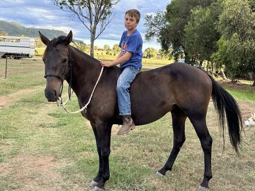 Tributes have been flowing for Jimmy Webster, who died in horse truck crash.