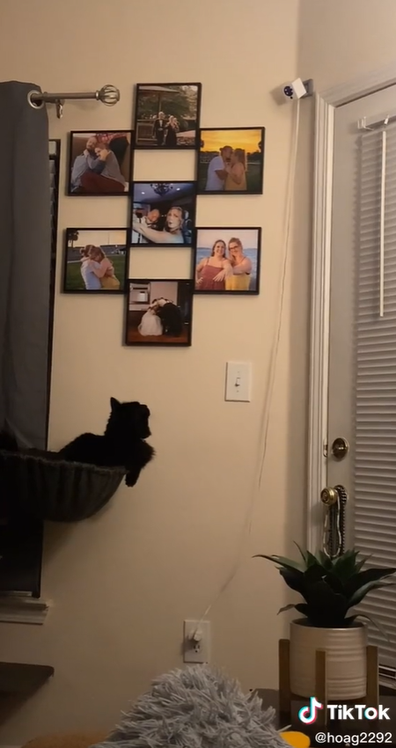 Cat's adorable reaction to phone call from 'dad'.