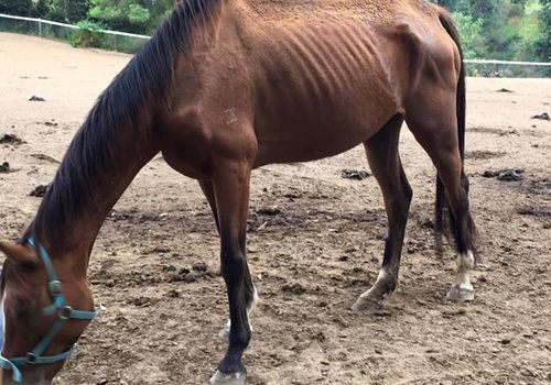 Outcry after 'starved' horses removed from equestrian centre