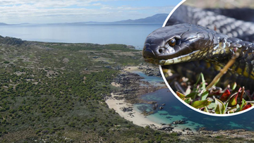 Snake island: The tiny Aussie outcrop overrun by giant reptiles