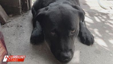 Leo the black labrador mastiff cross.