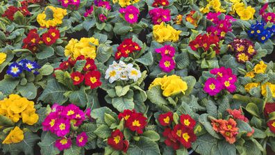 A variety of colorful primula acaulis flowers are displayed in a garden.