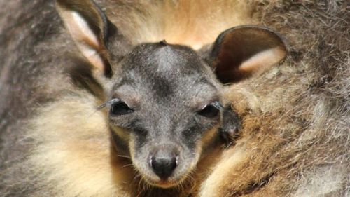 Taronga Zoo has welcomed two Brush-tailed rock wallaby joeys. (AAP)