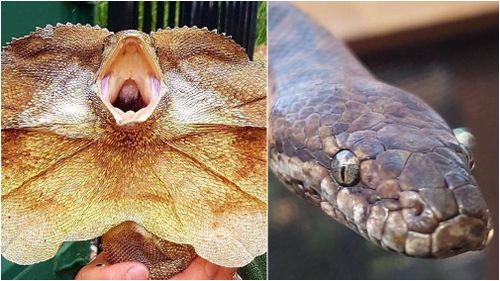 Frilled-neck lizards, pythons snatched from nature reserve