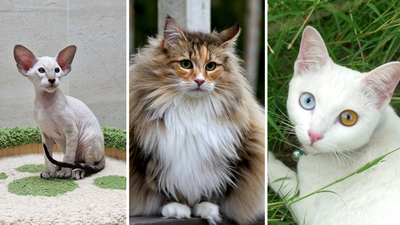Cat breeds: Rare cat breeds that are strange but adorable including  Peterbalds, LaPerms and Minskins