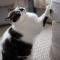 Why your cat keeps scratching the furniture