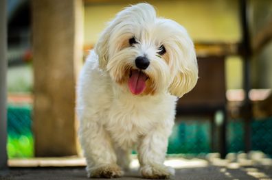 Cute Maltese Bonny