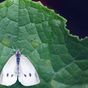How to get rid of pesky white cabbage moths from your garden