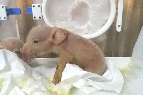 Two pig-primate chimeras have been born live for the first time but died within a week. Chinese scientists are hoping to engineer pig-monkey hybrids which can grow human organs fit for transplant.
