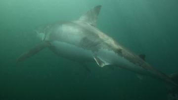 The 3.5-metre great white was scarred after its battle with the orcas.