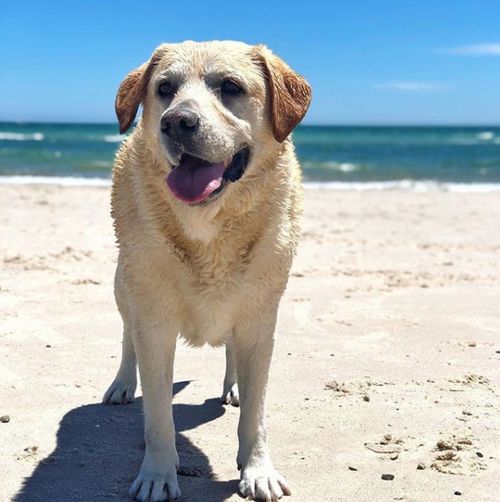 Dogs and their owners alike are enjoying warm weather in Adelaide (Instagram/veggie_jessi)