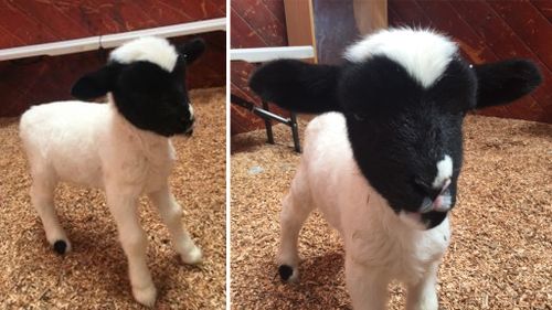 The baby lamb was stolen from his owners for two weeks. (Victoria Police)