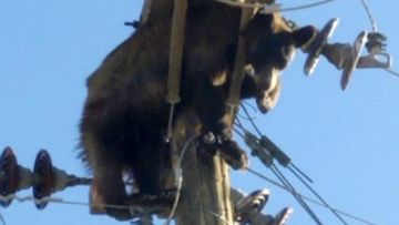 A bear in Arizona emerged unscathed from quite the power trip when it became stuck on a utility pole. 