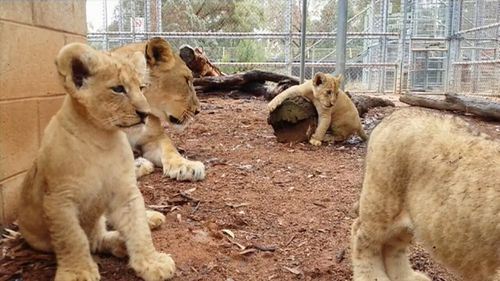 Dubbo zoo welcomes newborn lion cubs