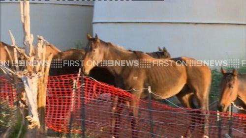 Authorities are working to rehome the surviving horses. (9NEWS)