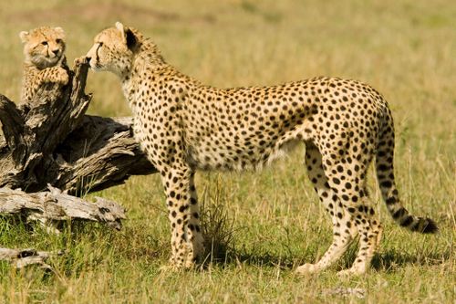Young cheetahs are taken from the wild in a trend of "epidemic proportions". 