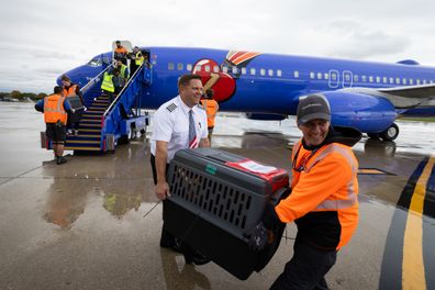 In response to Hurricanes Helene and Milton, Southwest Airlines® partnered with Greater Good Charities and Lucky Dog Animal Rescue, to operate an emergency airlift of about 150 shelter pets impacted by the storms. This emergency airlift from Myrtle Beach to Milwaukee allowed overcrowded shelters to support more displaced and injured pets from these disasters. // Photo Credit: Stephen M. Keller
