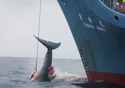 The Yushin Maru catcher ship of the Japanese whaling fleet injuring a whale with its first harpoon attempt, in the Southern Ocean in 2006.