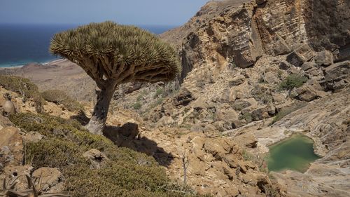A dragon blood's tree overlooks a natural infinity pool within Homhil Protected Area on the Yemeni island of Socotra on Sept. 21, 2024. (AP Photo/Annika Hammerschlag)