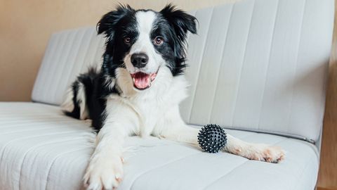 Funny portrait of cute smiling puppy dog border collie playing with toy ball on couch indoors. New lovely member of family little dog at home gazing and waiting.