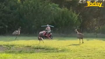 Texas man uses pool noodle to protect himself from angry emu